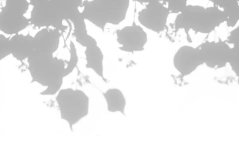 Shadows of the tree branches on a white wall Stock Photos