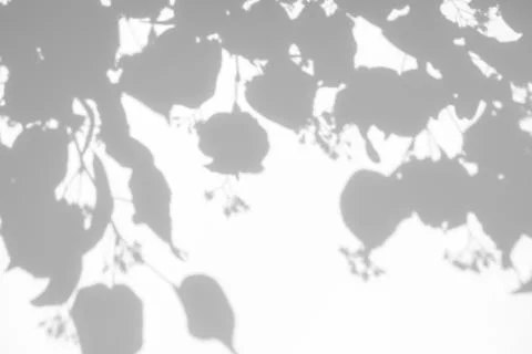 Shadows of the tree branches on a white wall Foto stock