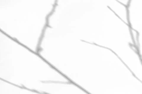 Shadows of the tree branches on a white wall Stock Photos