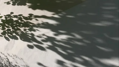 Shadows of tree foliage on the wall, time-lapse. Video stock 250864038
