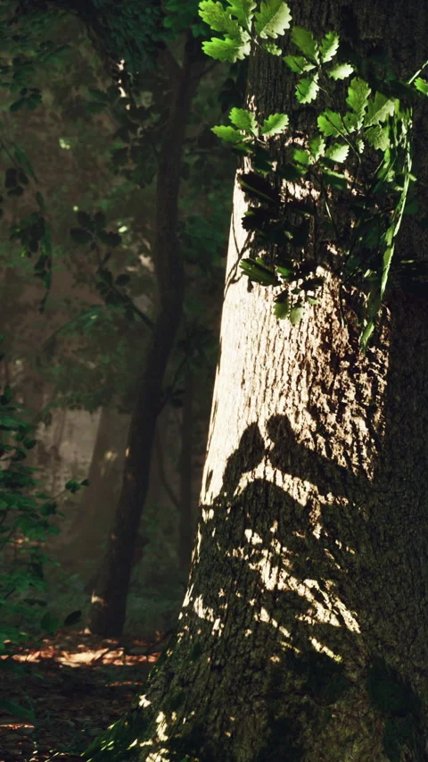 Shadows on a tree in a forest during bright sunlight Stock Footage 342648251
