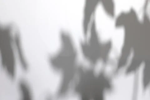Shadows of tree leaves branches on a white wall Stock Photos