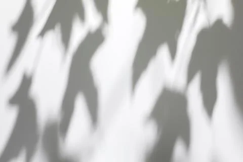 Shadows of tree leaves branches on a white wall Stock Photos