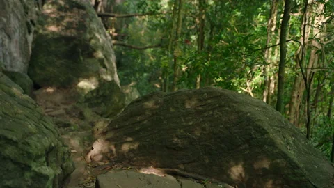 Shadows of tree leaves dance on a large rock in a dense forest. Sunlight filters Stock Footage 274310013