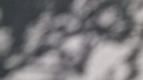 Shadows from tree leaves on a painted wall Stock Footage 252373529