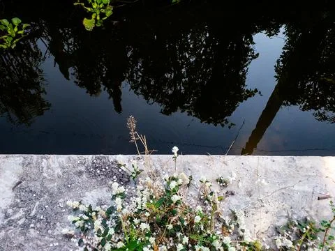 The shadows of tree leaves reflected in the river 写真素材