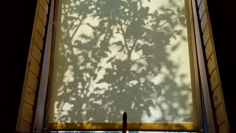 Shadows of tree leaves swaying on a window blind in a wooden house. Sunlight pas Video stock 343971956