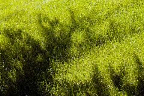 Shadows of tree Stock Photos