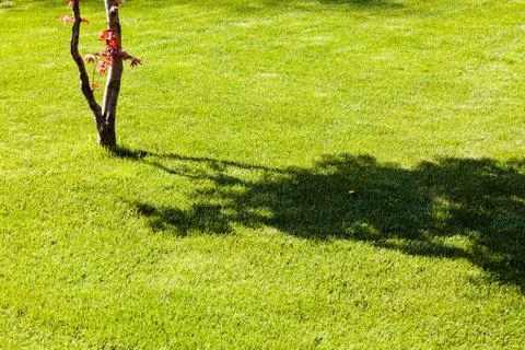 Shadows of tree Stock Photos