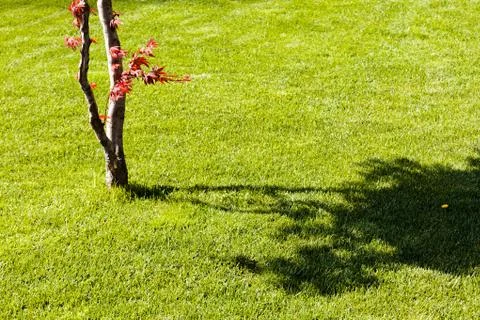 Shadows of tree Stock Photos