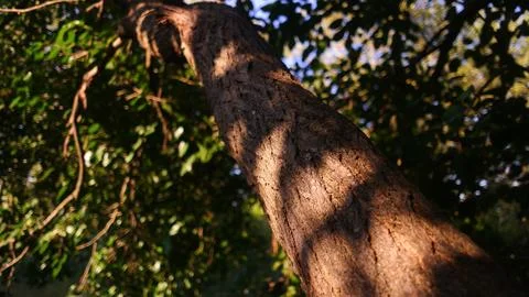 Shadows on a tree trunk. wood texture and shadow.old tree trunk. Sun light .. Foto stock