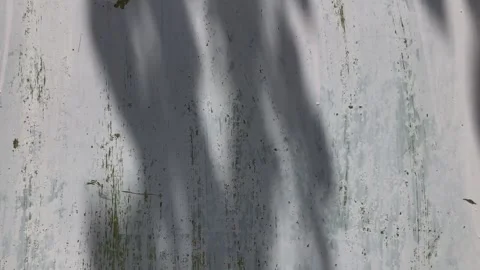 Shadows of a tree on the wall Video stock 245824156