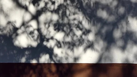 Shadows of a tree on the wall Stock Footage 245972389