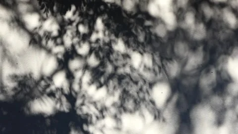 Shadows of a tree on the wall Stock Footage 246115687