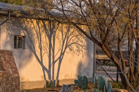 Shadows of tree on a wall at sunset Stock Photos