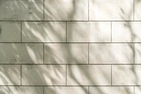 Shadows of a tree on a white wall for backgrounds Stock Photos