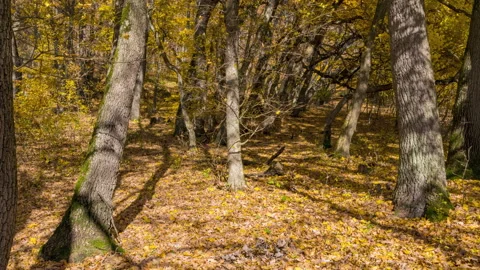 Shadows of trees in autumn forest Stock Footage 163913867