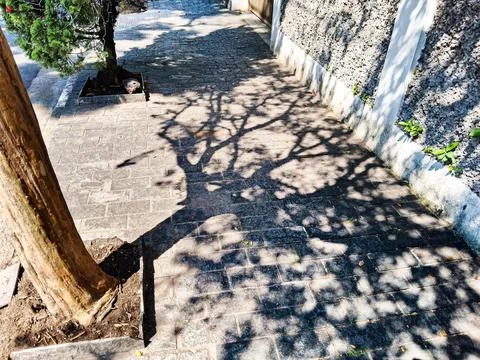 Shadows of trees cast on a sidewalk. Stock Photos