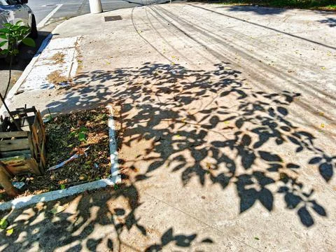 Shadows of trees cast on a sidewalk. Stock Photos