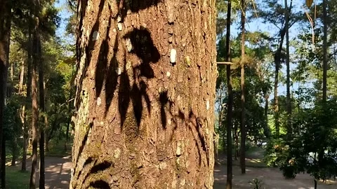The Shadows Of The Trees Danced Gently Across The Surface Of The Pine Bark Stock Footage 339317529
