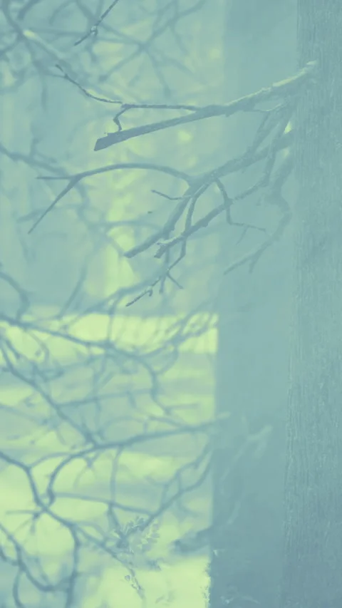 Shadows on trees in a forest during winter season with fog and snow Stock Footage 334881581