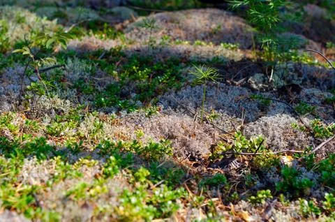 Shadows from the trees in the forest fall in the autumn taiga vegetation, whi Stock-Fotos