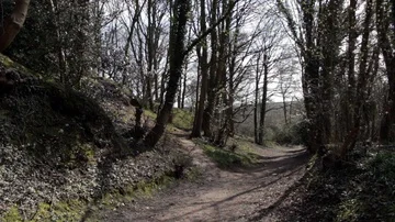 Shadows of trees on a forest path Stock Footage 85594917