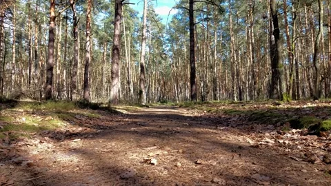 Shadows of trees in the forest swaying in the wind. Stock Footage 270380930