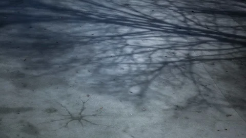 Shadows of trees move across Ice in MIdwest Stock Footage 109220458
