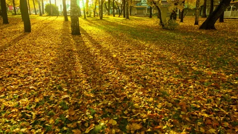 Shadows from trees move on yellow autumn leaves. Stock Footage 140558159