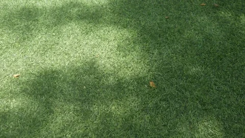 Shadows of trees moving on bright green grass in the sunlight Stock Footage 332866364