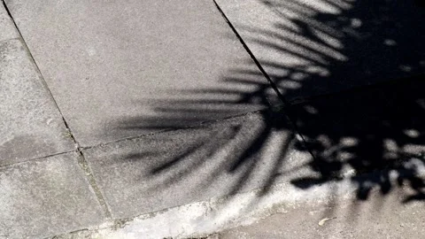 The shadows of trees moving on the cement floor Stock Footage 241376320