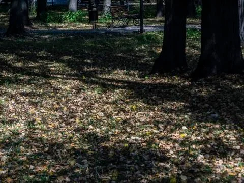 Shadows from trees in the Park in summer Stock Photos