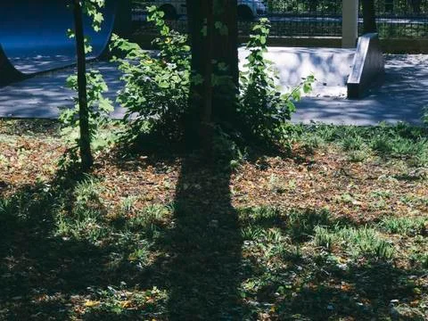 Shadows from trees in the Park in summer Stock Photos