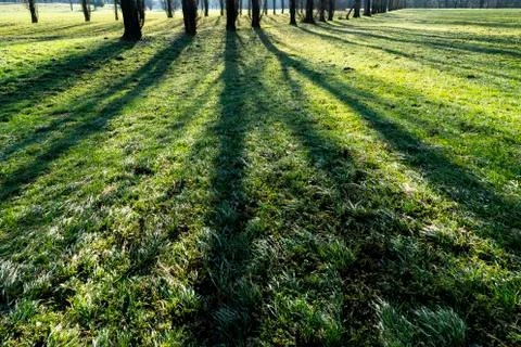 The shadows of the trees Stock Photos