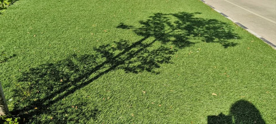 Shadows of trees Foto stock
