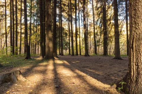 Shadows of the trees of pines in the forest on the ground Stock Photos