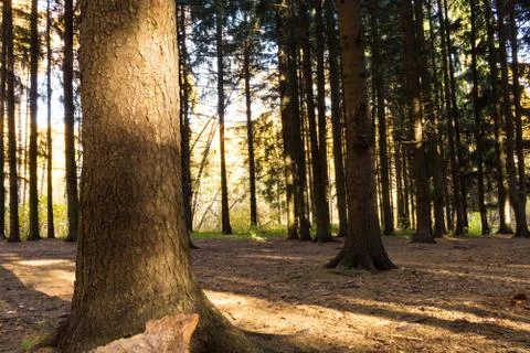Shadows of the trees of pines in the forest on the ground 스톡 사진