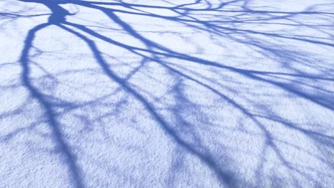 Shadows of trees reflected in snow, panning Stock-Footage 320328113