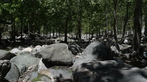 Shadows of Trees on rocks Stock Footage 50094461