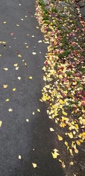 Shadows from trees on rough sidewalk covered with fallen yellow leaves. Autum Stock Photos