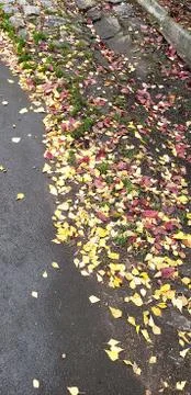 Shadows from trees on rough sidewalk covered with fallen yellow leaves. Autum Stock Photos