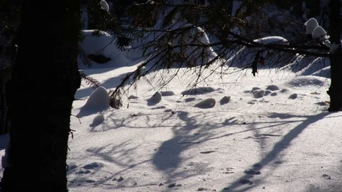 Shadows from trees in the snow Stock Footage 86563338