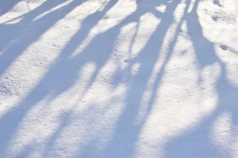 Shadows of trees in the snow in the forest in winter. Snow texture Stock Photos