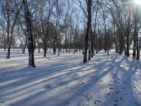 Shadows of trees in the snow Fotos de archivo