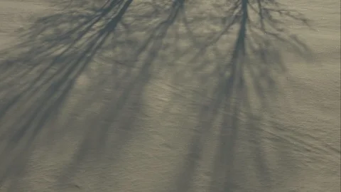 Shadows of trees in the snow. Time lapse. Stock Footage 101523001