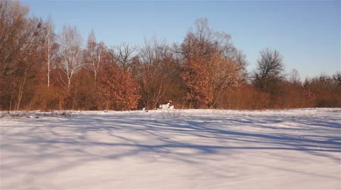The shadows of the trees in the snow in the winter forest. Timelapse Stock-Footage 47159734