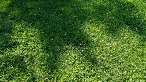 Shadows of the trees swinging on the green grass. Stock Footage 121528091