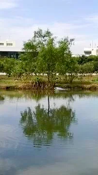 Shadows of trees in water Stock Photos