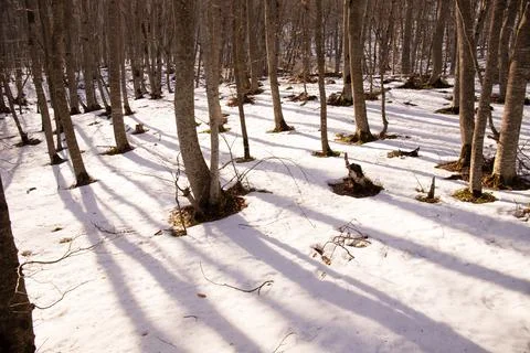 Shadows from trees on white snow in the forest. Foto stock